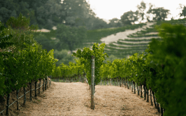 Grace Family Vineyards - Premium Napa Valley Cabernet Grace Family Vineyards - Premium Napa Valley Cabernet